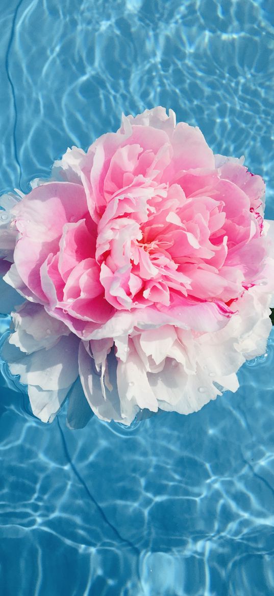 peony, flowers, pool