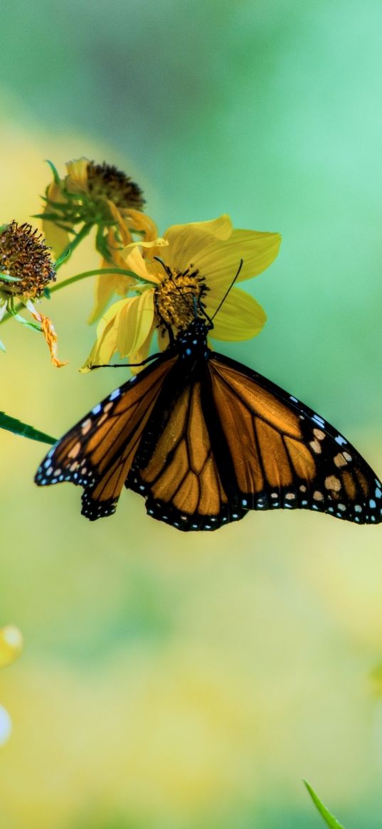 butterfly, macro, plants, flowers