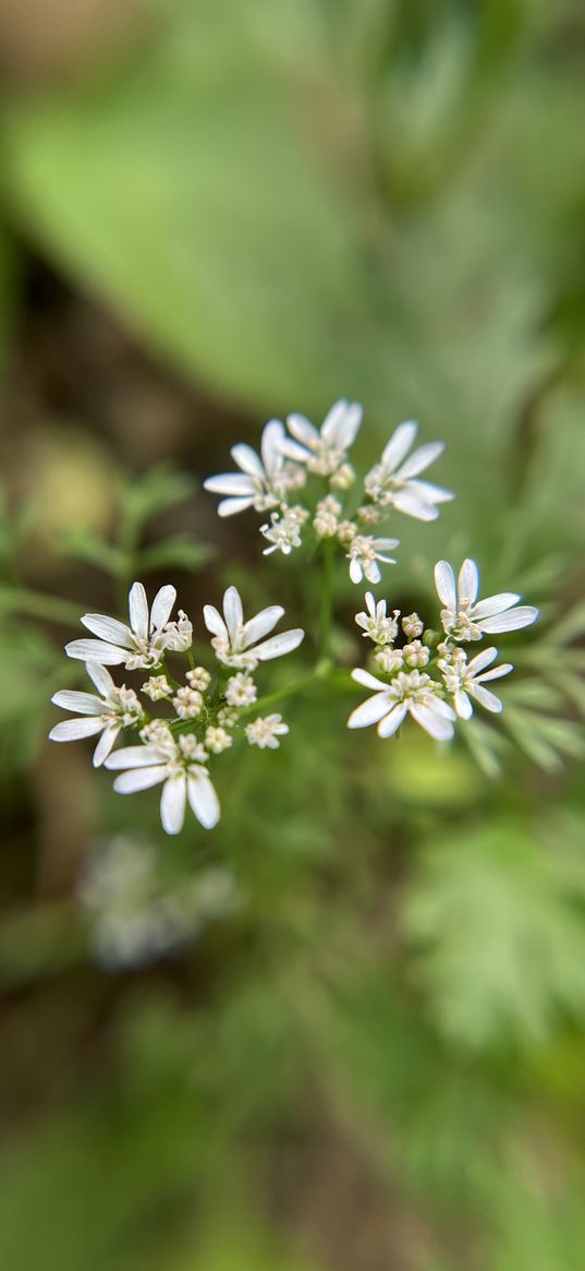 coriander, flowers, blur