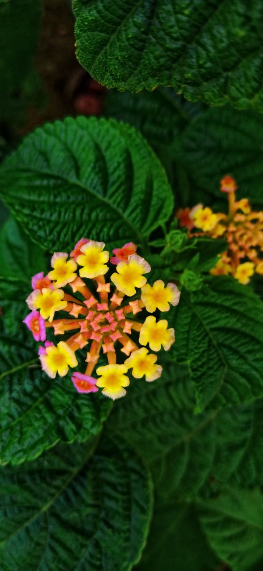 lantana, flowers, leaves