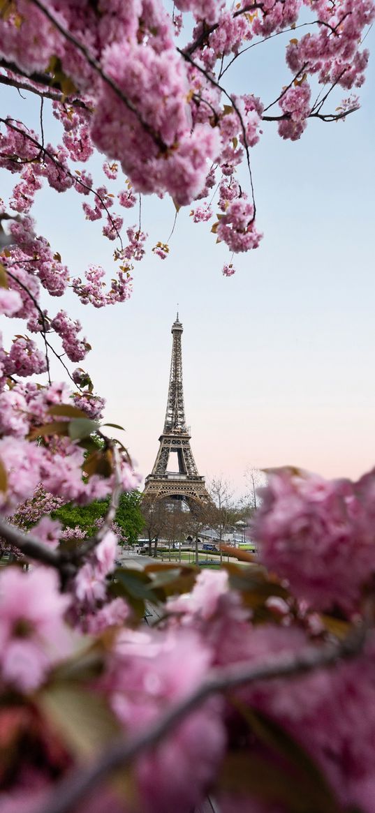 paris, eiffel tower, flowers, tree, spring