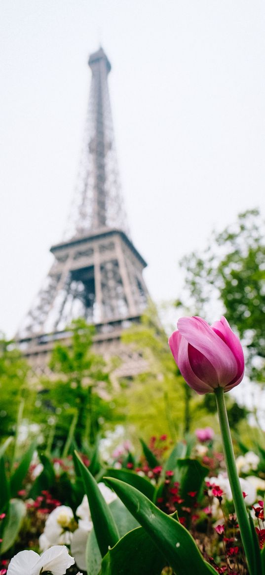 eiffel tower, tulip, flowers, flower bed, paris, france