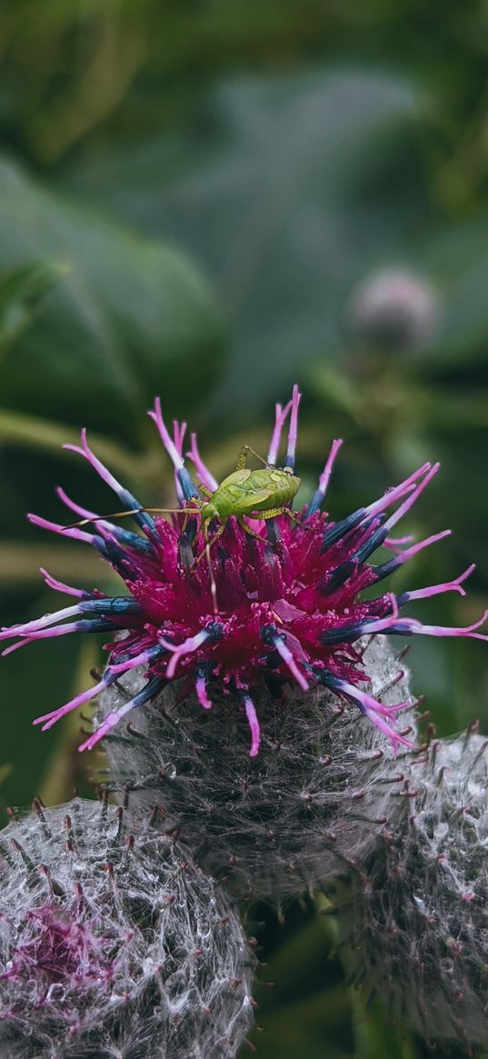 spider burdock, flower, beetle, plant, macro, nature