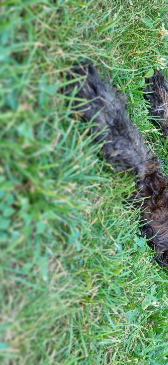 poodle, dog, wet, curly, cute, grass, pet, animal