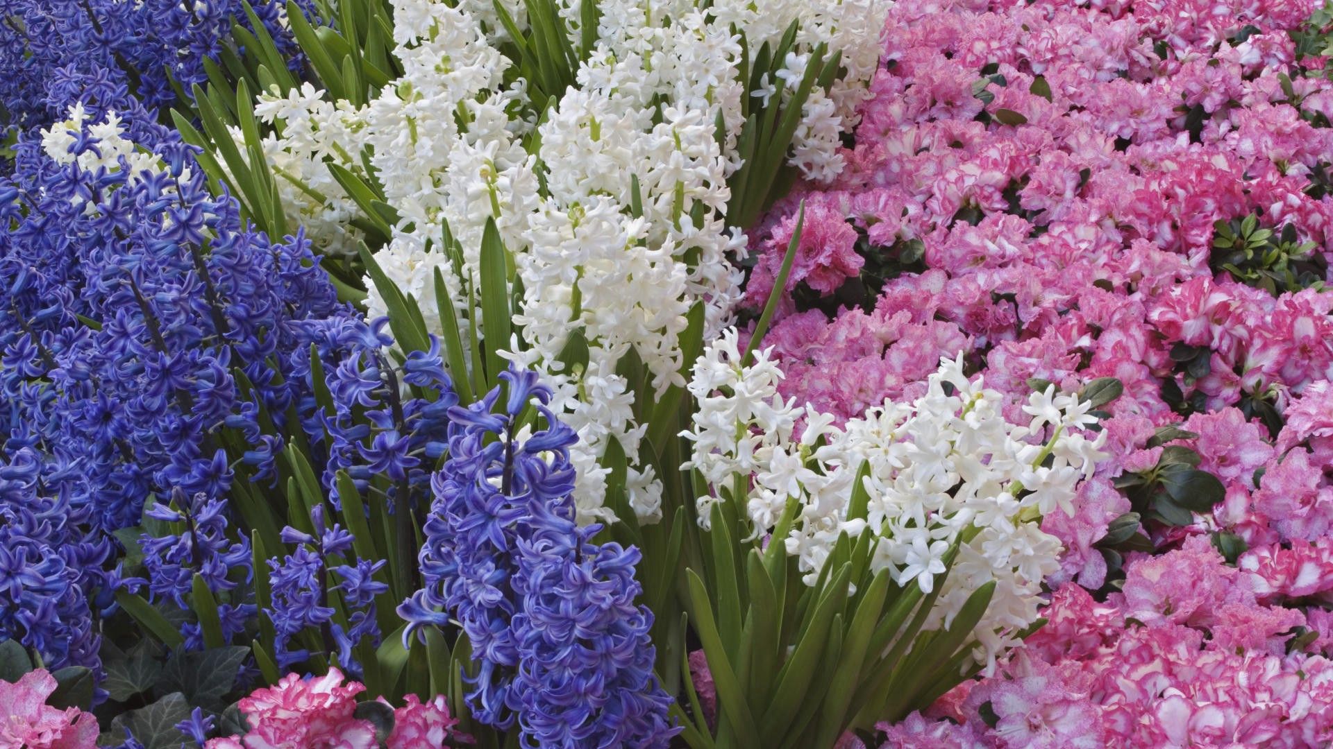 hyacinths, flowers, spring, bed, different