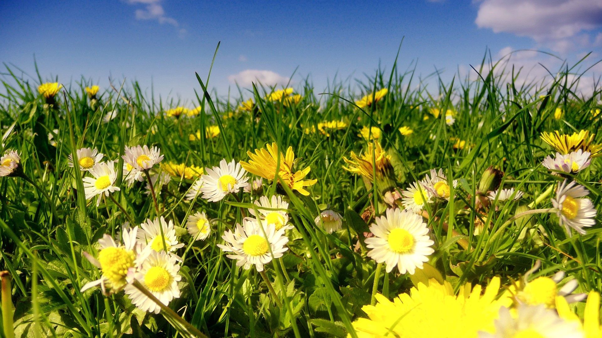 daisies, flowers, fields, green, sky, clouds, sun