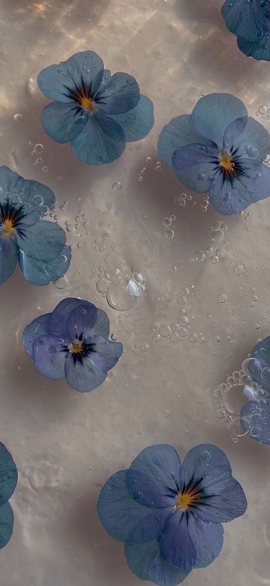 violet, flowers, blue, water, bubbles