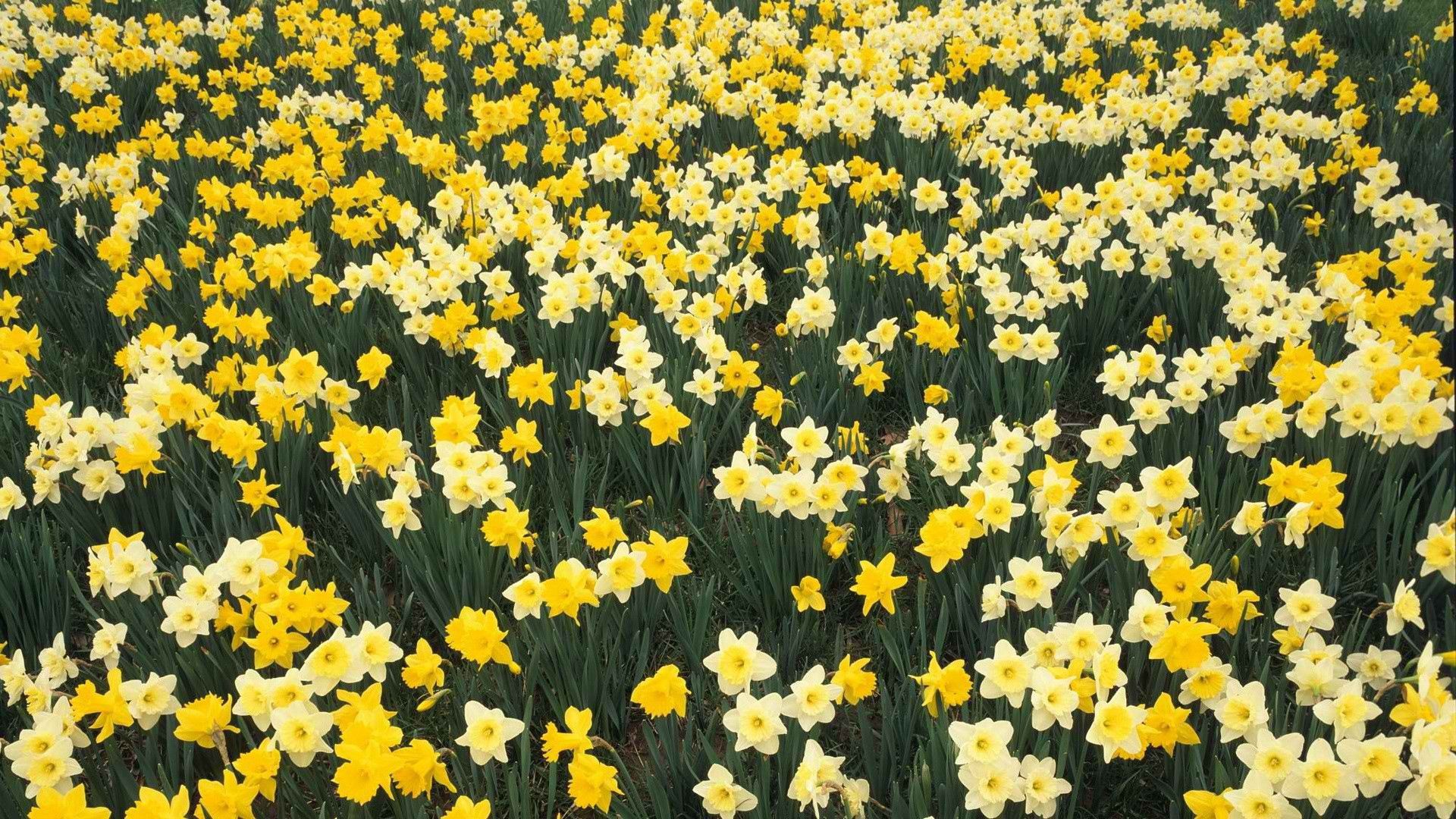 daffodils, flowers, spring, greens, bed