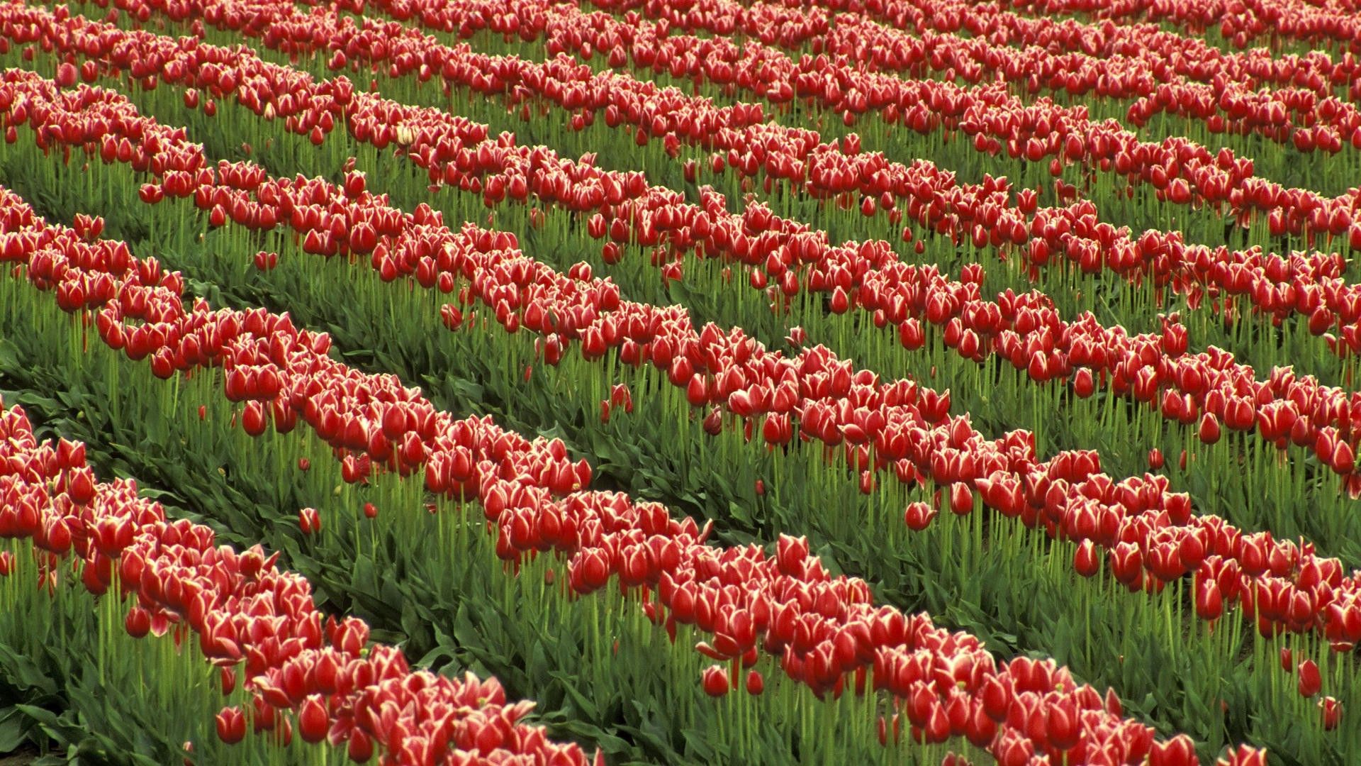 tulips, flowers, rows, field, green