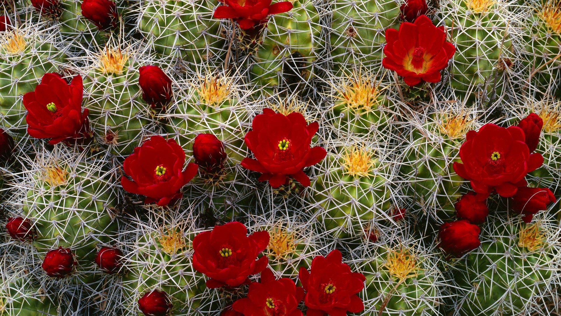 cactus, flower, blooms, buds, needles