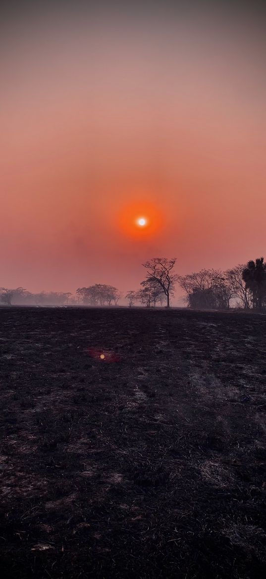 grass, field, trees, burnt, black, sun, evening, sunset, orange, nature