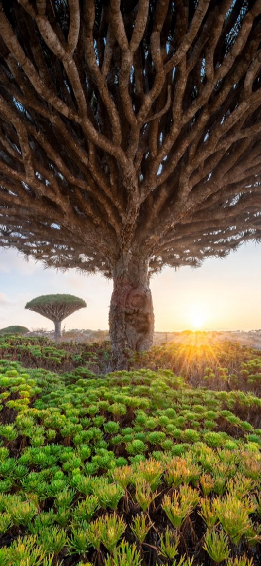 socotra, yemen, tree, grass, valley, sunset, nature