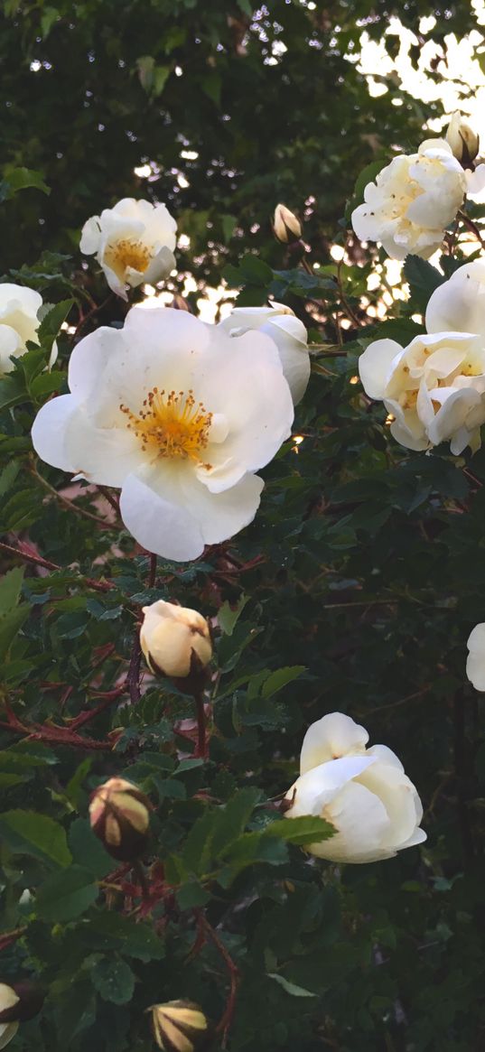 rosehip, flowers, white, plant, nature