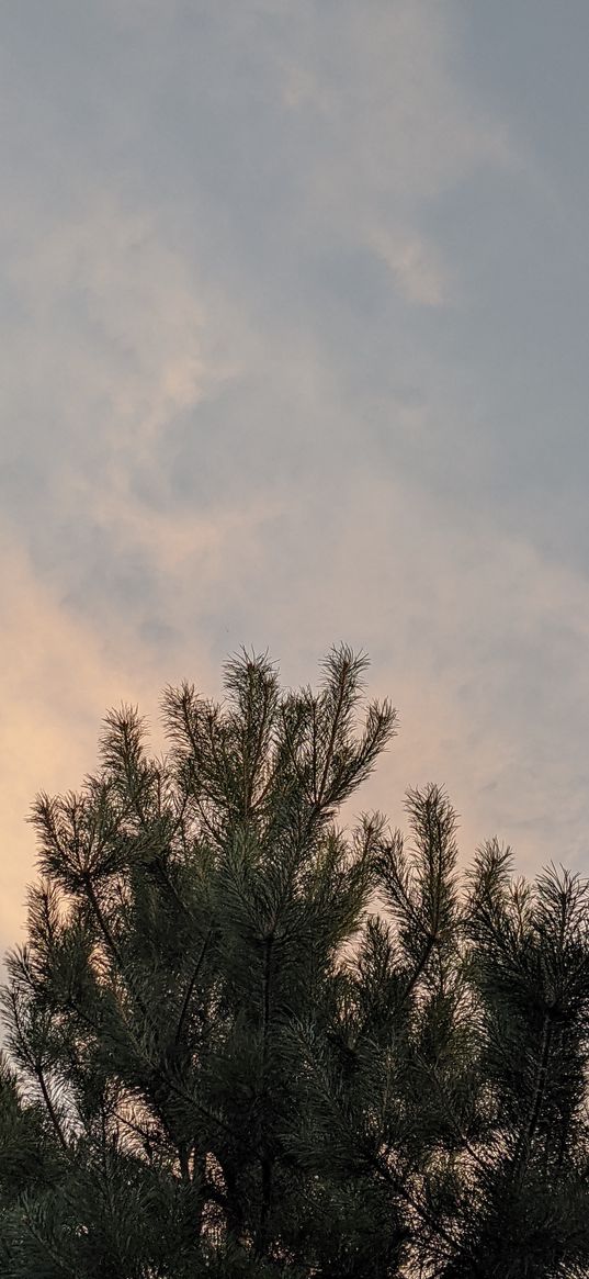 christmas tree, tree, clouds, sky, sunset, nature