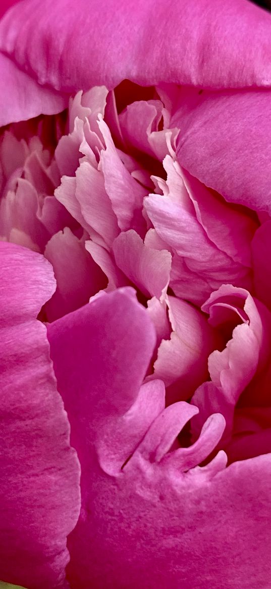 peony, pink, flower, petals, macro