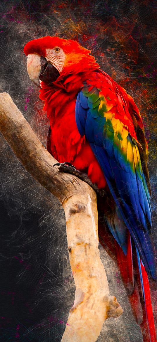 macaw, parrot, bird, bright, branch, dark background