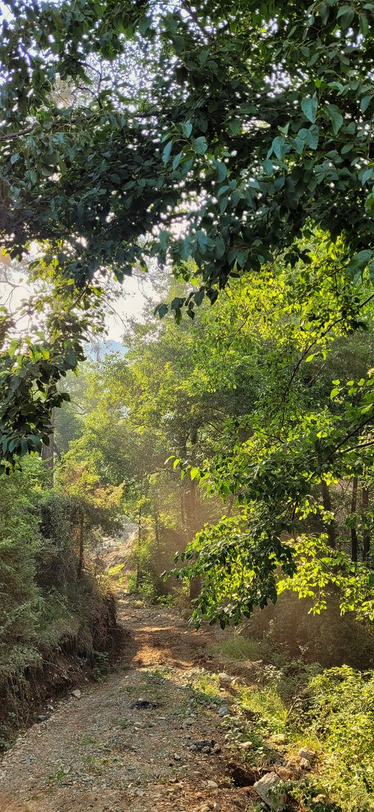 forest, trees, trail, sun rays, nature