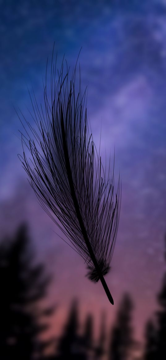 feather, trees, forest, sunset, evening, purple, dark