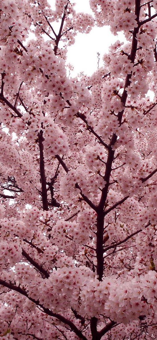 flower, tree, spring, branches, mood