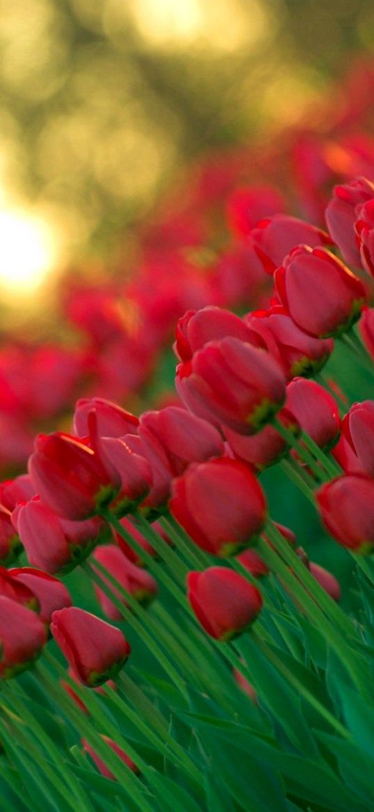 tulips, flowers, photography, sharpness, angle