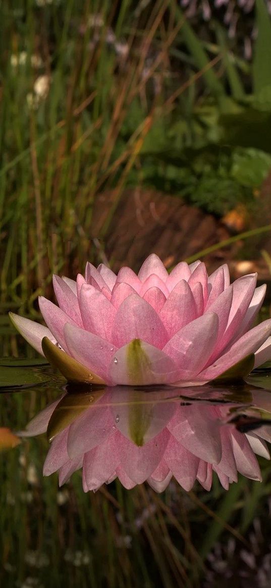 lily, swamp, water, reeds, beach, reflection, green