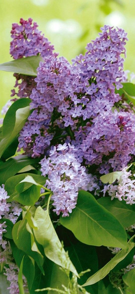 lilac, flower, leaves, watering, basket, greens