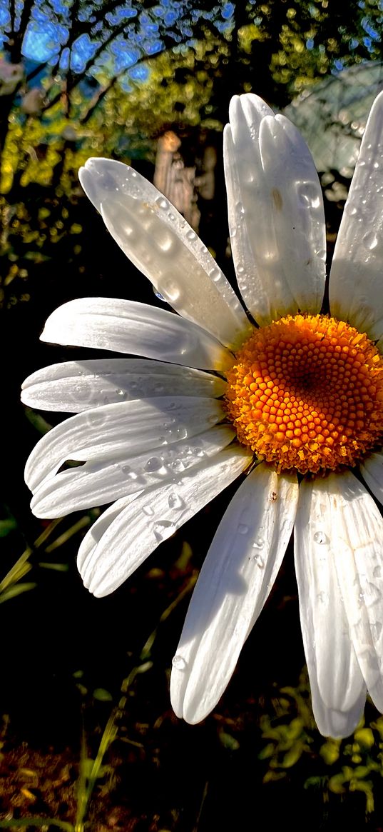 chamomile, flower, petals, drops