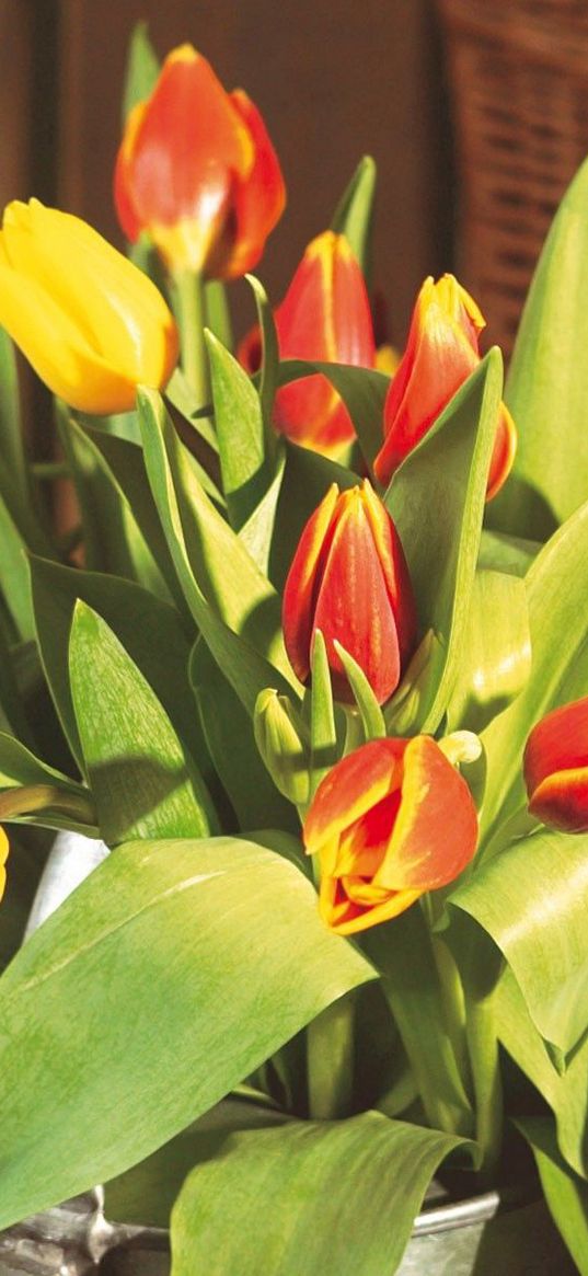 tulips, flowers, bouquet, big, bucket, herbs, buds