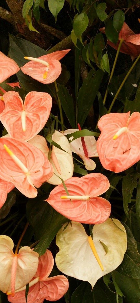 anthurium, flower, leaves, herbs