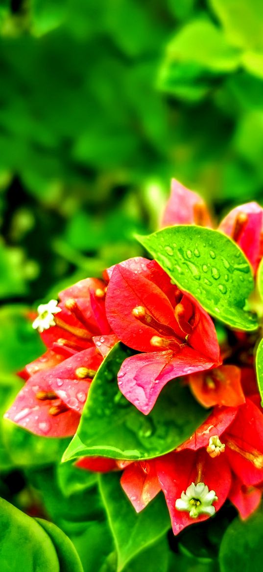 bougainvillea, flower, red, leaves, plant, nature