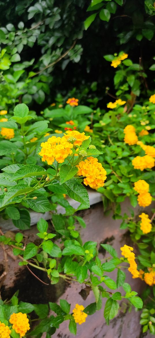 lantana, flowers, yellow, plant, nature