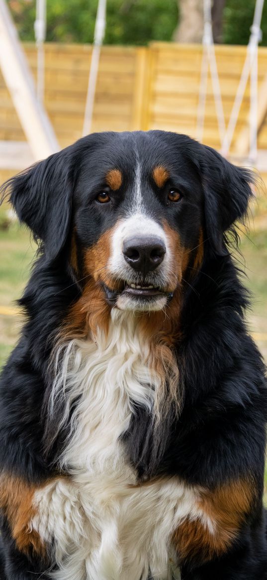 bernese mountain dog, dog, pet, yard, animal