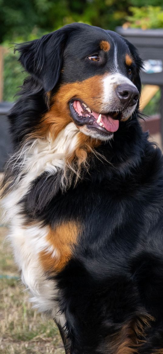 bernese mountain dog, dog, pet, yard, cottage, animal