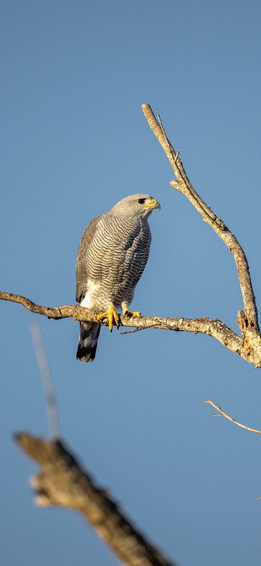 hawk, bird, predator, branches