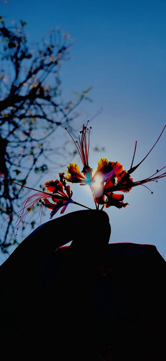 nature, sunshine, morning, hand