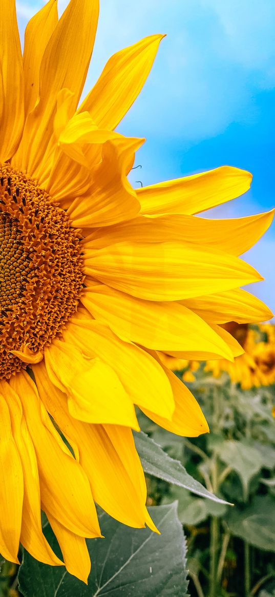 sunflowers, summer, nature, flowers