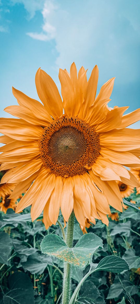 sunflowers, summer, nature, yellow