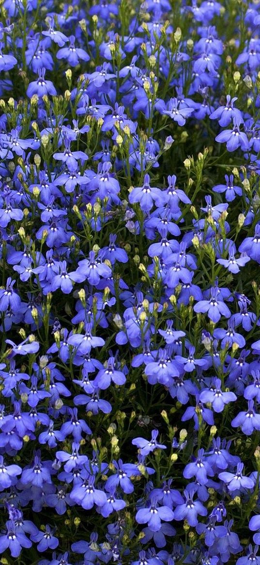 flowers, small, blue, much