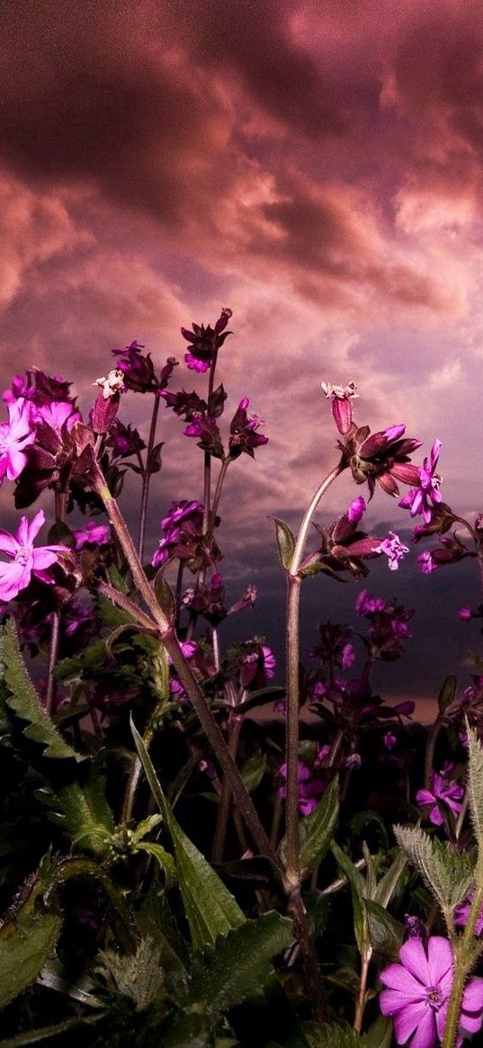 flowers, fields, green, sky, clouds, cloudy