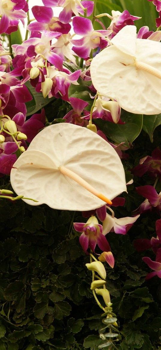 anthurium, flowers, herbs, assorted