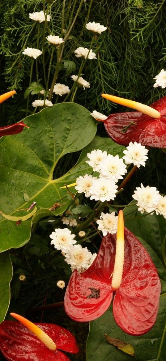 anthurium, flowers, chrysanthemums, leaves, needles, drops, water