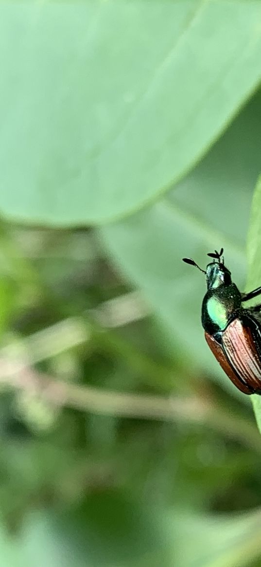 beetle, insect, leaf, nature