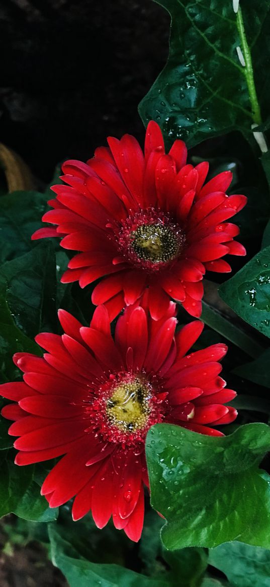 gerbera, flower, red, yellow, petals, drops