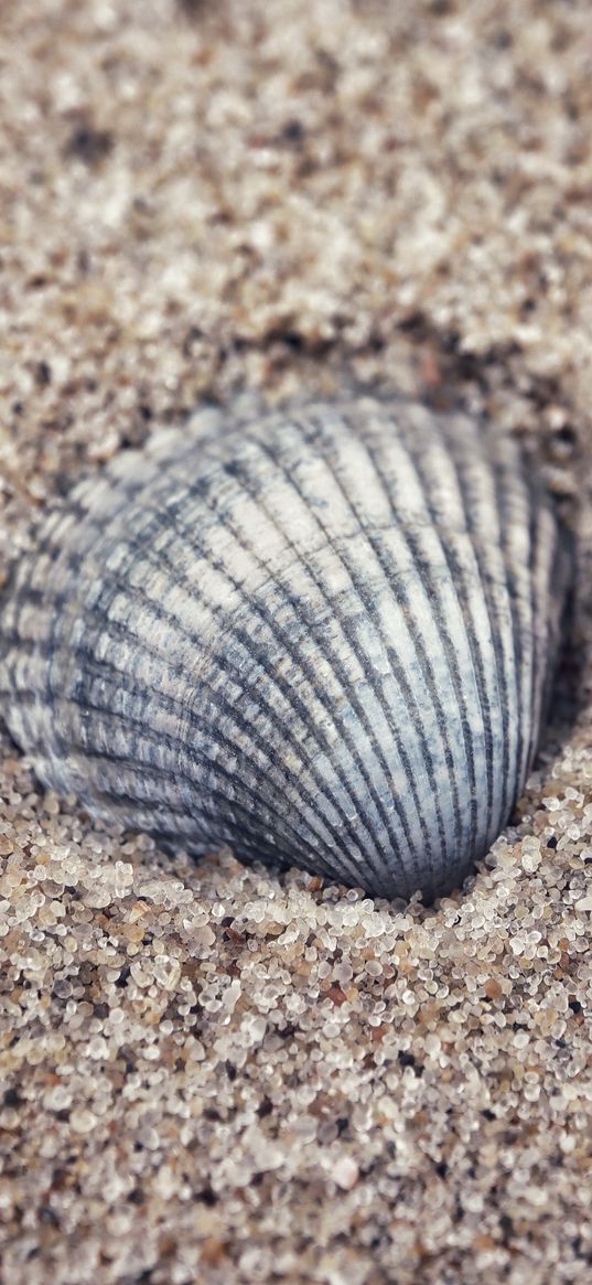 shell, sand, granules, macro