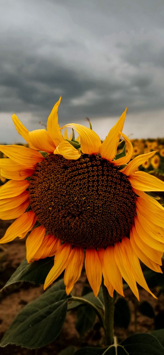 sunflower, flower, field, nature, dark