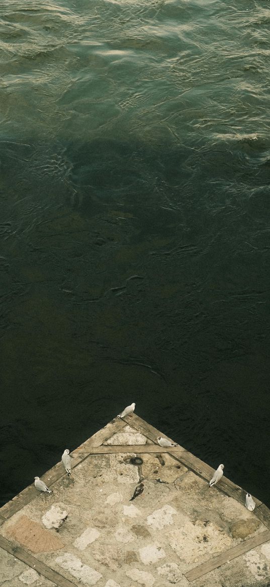 seagulls, sea, shore