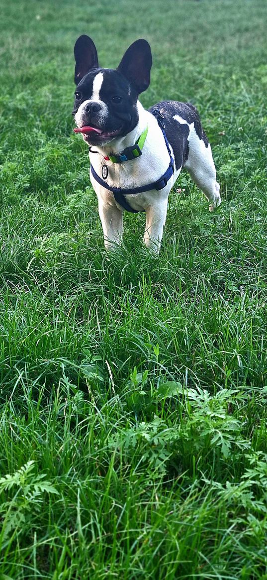 french bulldog, dog, animal, grass