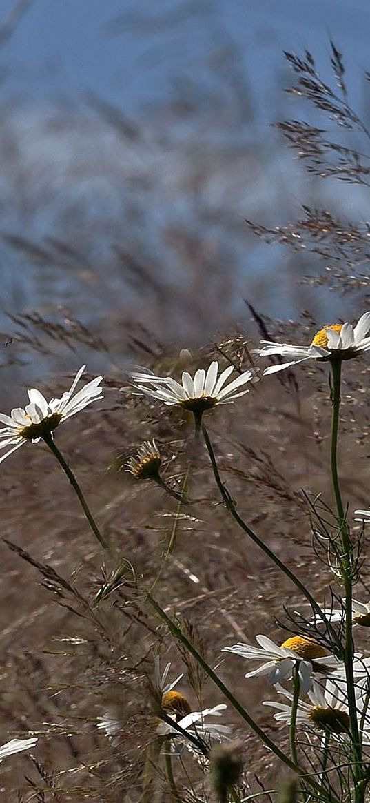 chamomile, flowers, meadow, grass, blurring