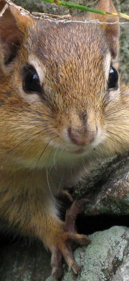 chipmunk, rocks, wildlife