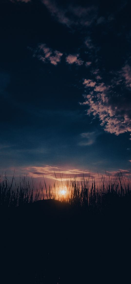 grass, silhouettes, twilight, nature